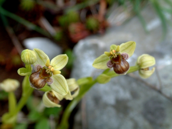 Ophrys bombyliflora
